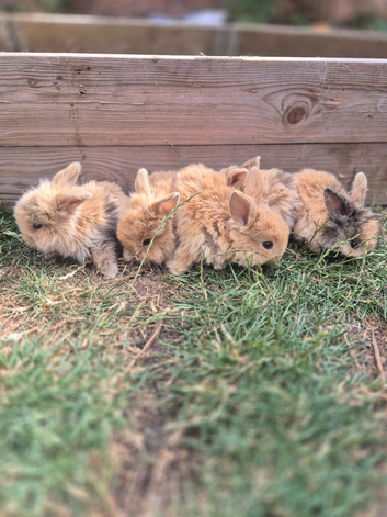 Beautiful lion head rabbits