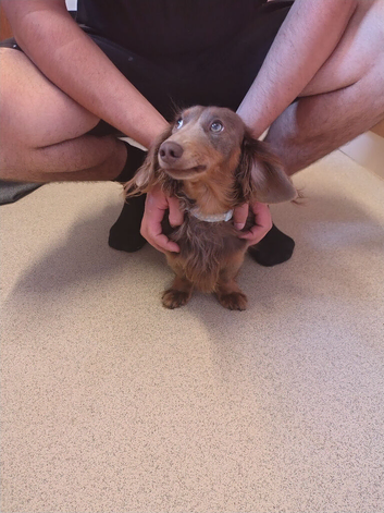 Gorgeous long haired miniature  dashhound