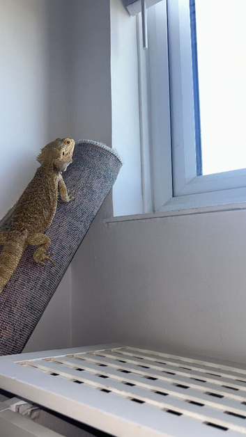 Female bearded dragon