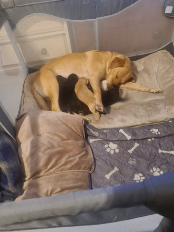 selling new born puppies