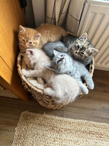 Half British short haired kitten