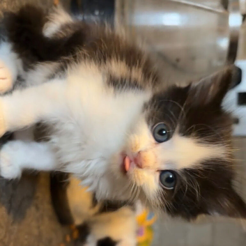 REDUCED!! KITTENS!! READY SOON!