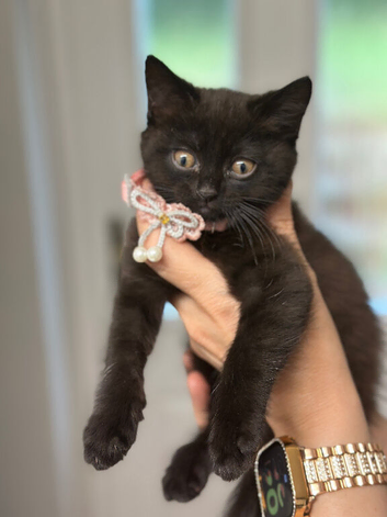 3 beautiful kittens need rehoming