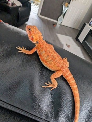 Baby bearded dragons citrus coming though lovely on them