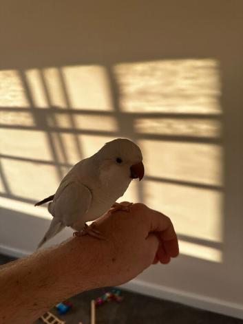 Male Quaker and cage