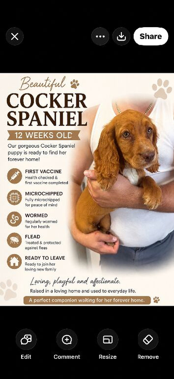 Beautiful cocker spaniel female