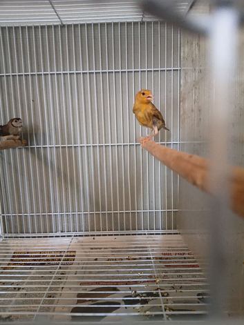 Canaries