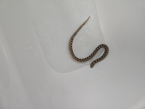 Female hognose
