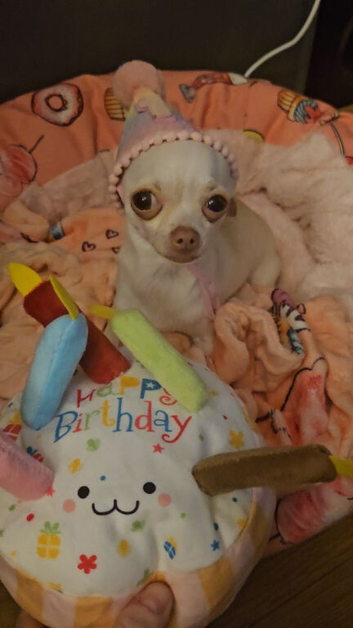 Precious Little Girl Chihuahua KC