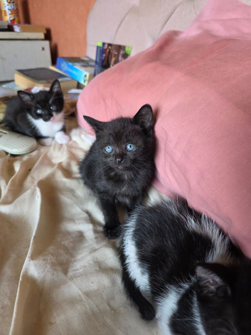 5 black and white kittens