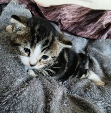 Last one kitten