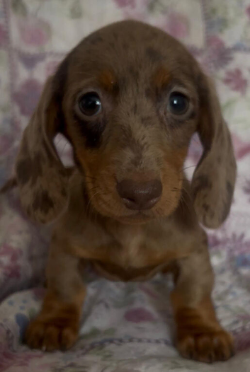 Miniature dachshund