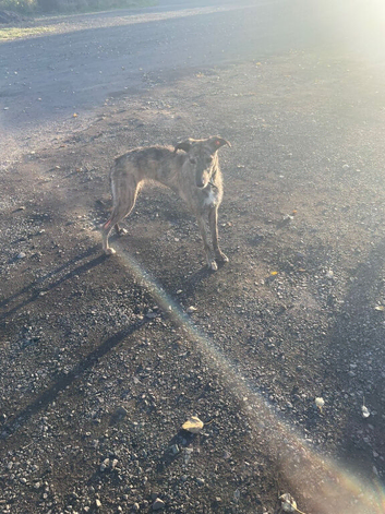 Beddy whippet