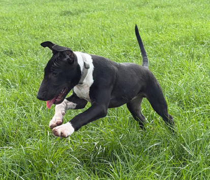 English Bull Terrier Male Pup