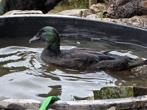 Cayuga drake