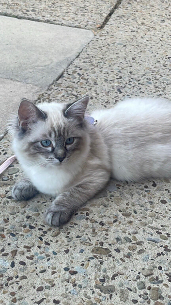 Beautiful pure ragdoll