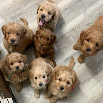 Lovely adorable golden doodle puppies