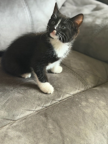 Kitten