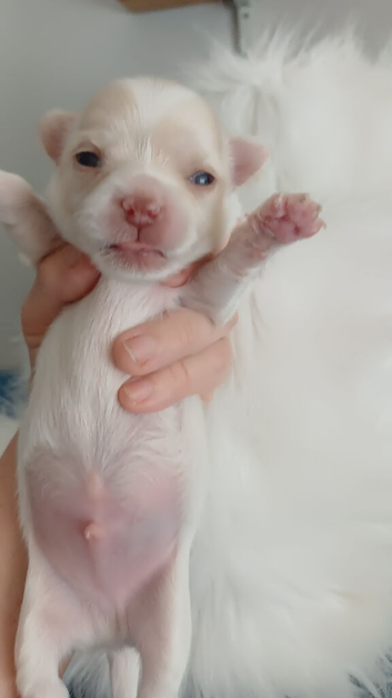 White / tan long coat Chihuahuas
