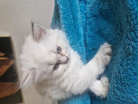 British short haired cross kitten for sale