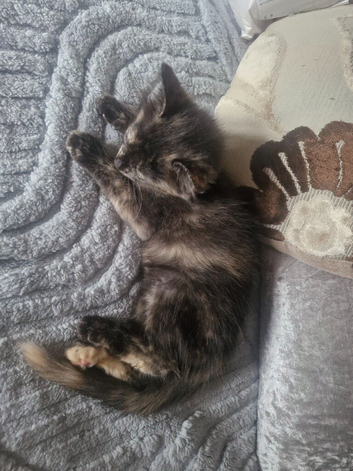 Tortoishell female kitten