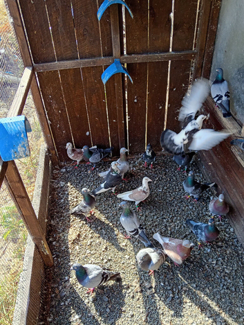 Stock birds
