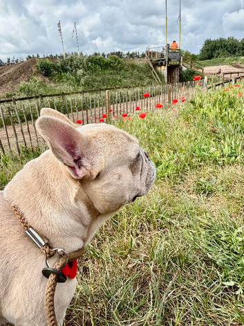 French bulldog 3-1/2 years old