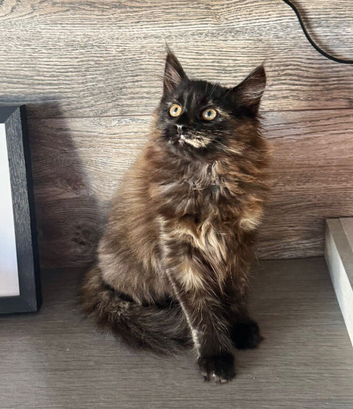 Half Maine Coon kittens