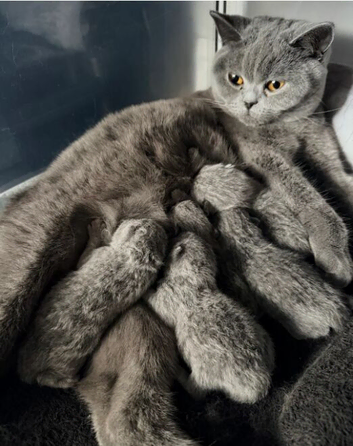British Shorthair Kittens &ndash; Blue & Lilac Lines