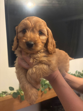 One boy miniature f1 cockapoo looking for his forever home