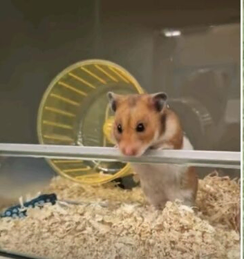 Female Syrian Hamster with huge cage