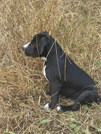 English bull dox cross collie