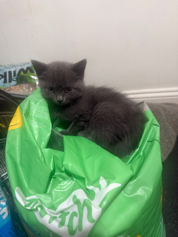 Kittens for sale