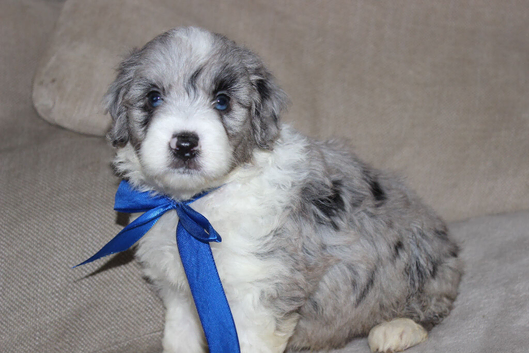 Aussiedoodle F1 Health Tested Parents