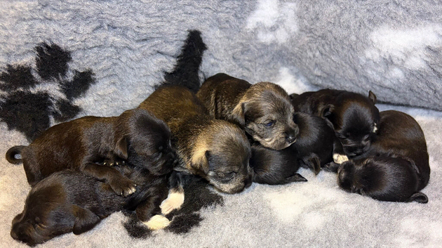 Schnauzer pups