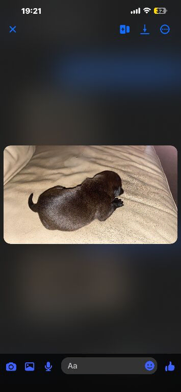 1 puppy left