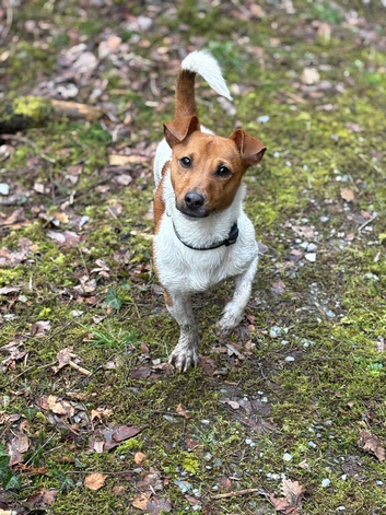 Proven miniature Jack Russell