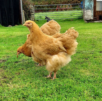 Orpington young pair
