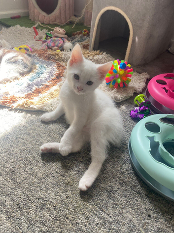 Male white kitten