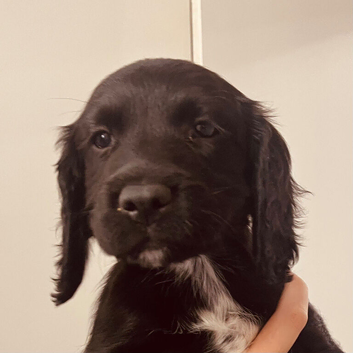 Sprocker puppies