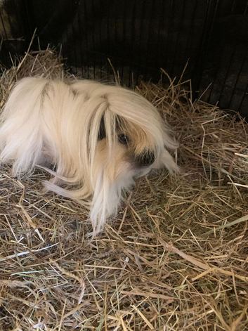 Norris the Guinea pig