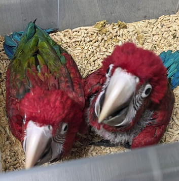 Two greenwing macaw chicks