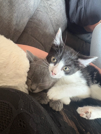 Kittens looking for their forever home