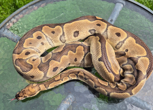 Royal pythons for sale