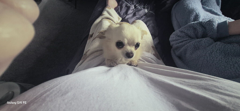 Male dog