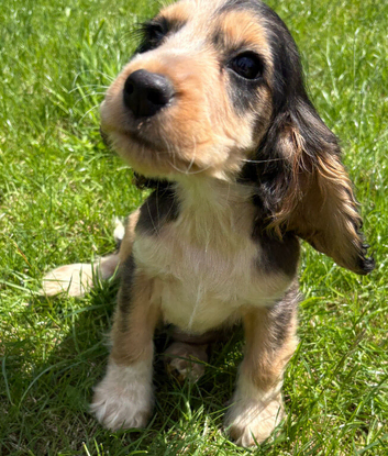 Beautiful Show Type Cocker Spaniels - 2 girls left