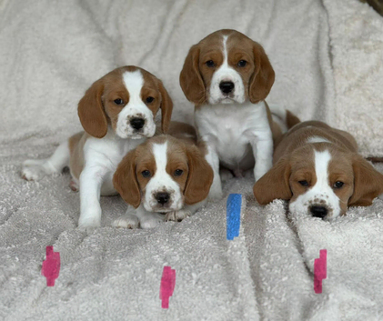 beagle x cavalier puppies