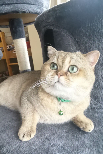Lovely golden British shorthair