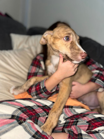 Bull grey kelpie colli saluki whippet