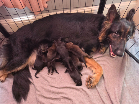 German shepherd puppies